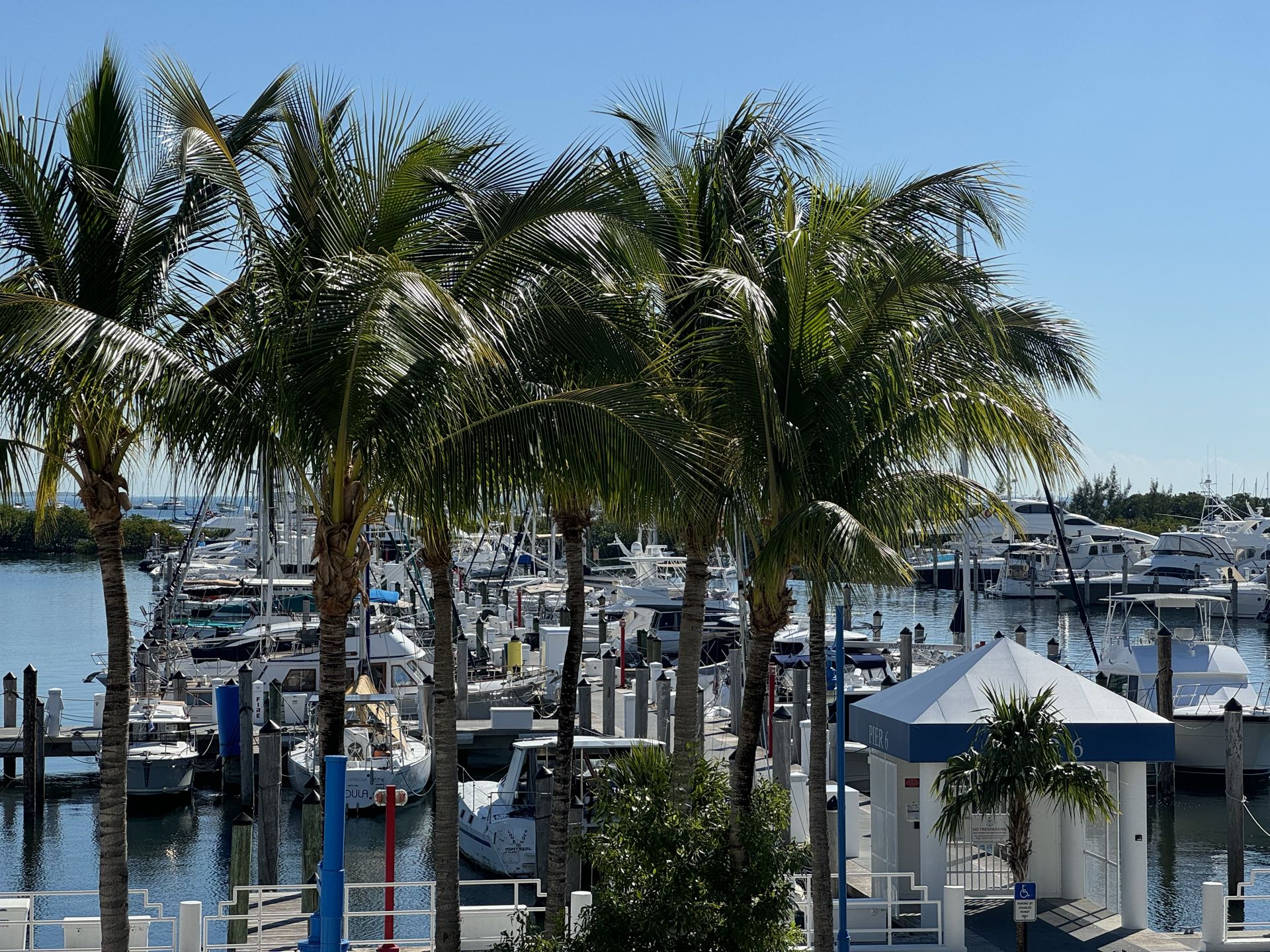 Palm trees over yachts moored along the marina docks on a sunny day